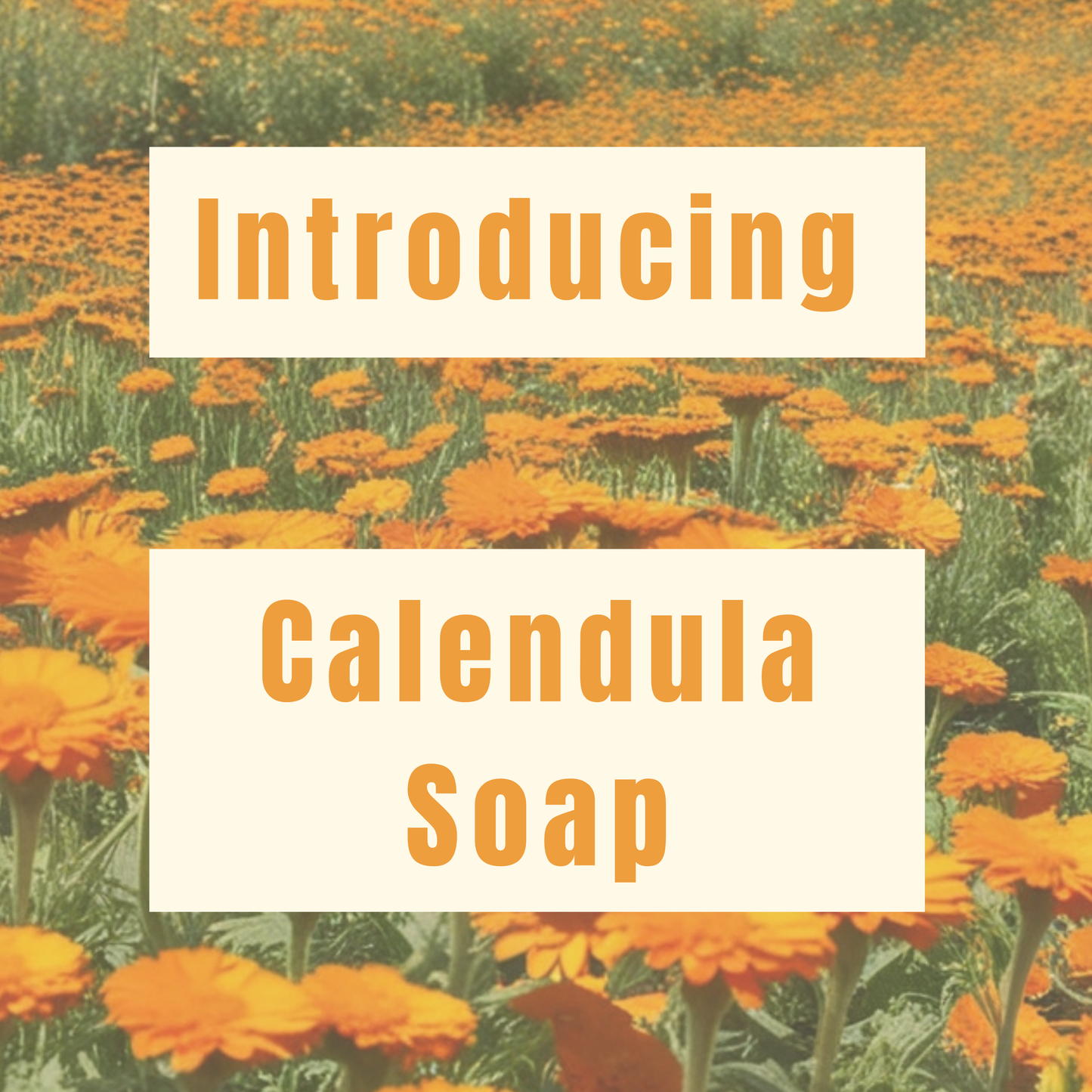 Calendula