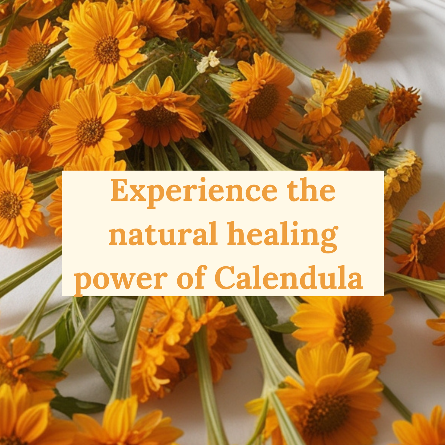 Calendula